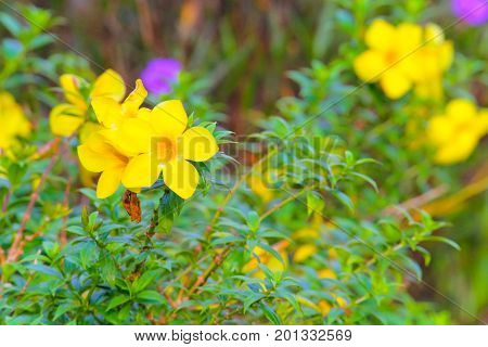 allamanda cathartica in the garden for natural background