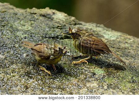 beautiful Pin-Stripeed babbler (Macronus gularis) in forest of Thailand