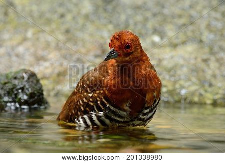 beautiful Red-legged Crake Malaysian Banded Crake (Rallina fasciata) in water.