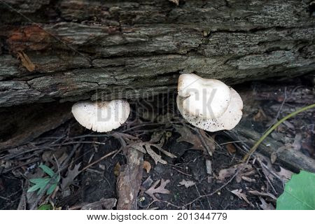 A polypore mushroom grows on a fallen log in the Hammel Woods Forest Preserve in Shorewood, Illinois, during July.