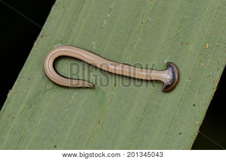 close up image of a hammer head worm