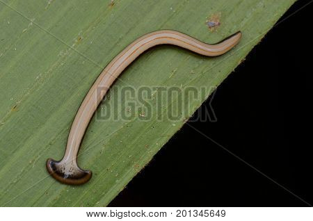 close up image of a hammer head worm
