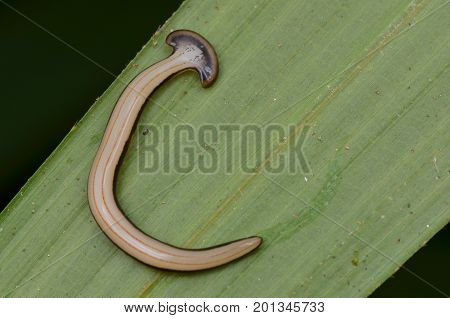 close up image of a hammer head worm
