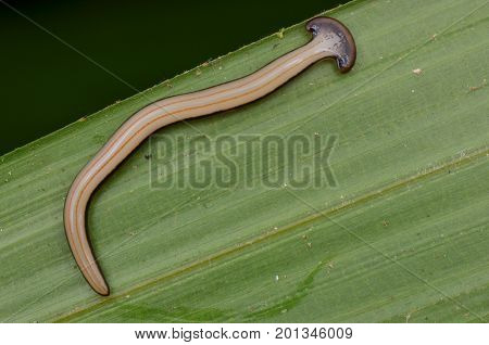 close up image of a hammer head worm