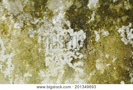 moss and stain on wall background and texture