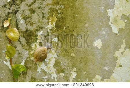 snail climbing slowly beside Mexican daisy on wall