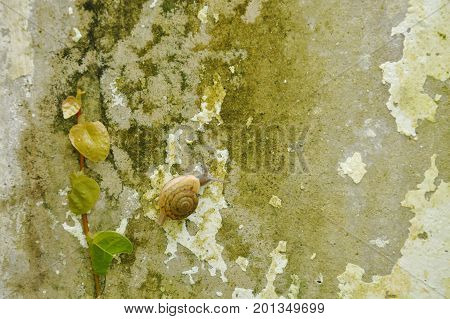 snail crawling slowly beside Mexican daisy on wall