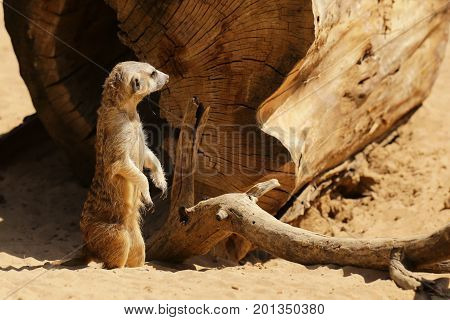 cute surakat , standing in the desert