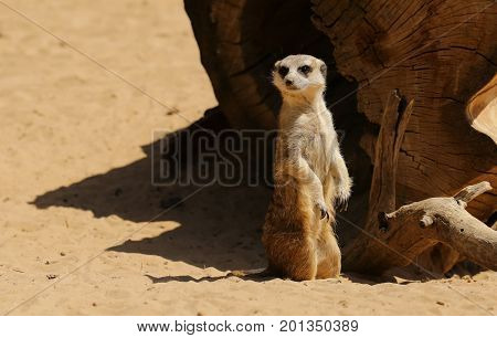 cute surakat , standing in the desert