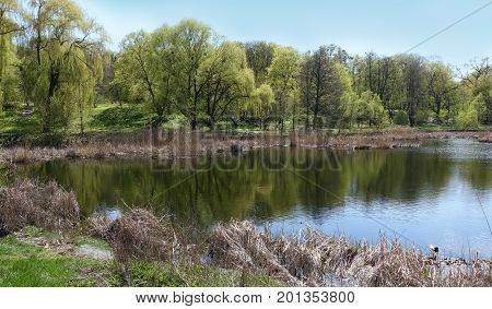 A group of trees on the shore of the lake. Reflection of trees in the lake on a sunny spring day