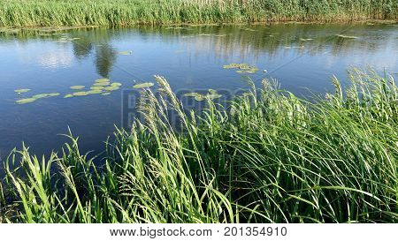 a Small River Overgrown With Reeds on a Sunny Day. Water-Lilies in the Water. green grass above the water