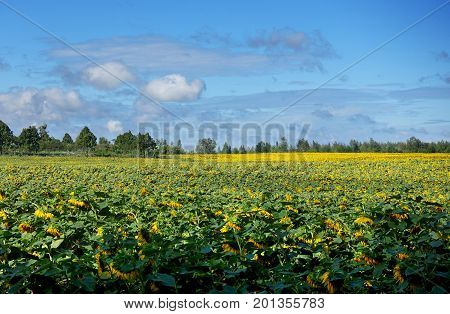 Yellow-green field with flowering sunflowers. Summer sunny day. On a bright blue sky clouds. A forest in the distance.