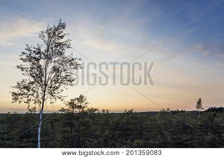 Latvia. beautiful colors in the evening before sunset in the swamp Dunikas