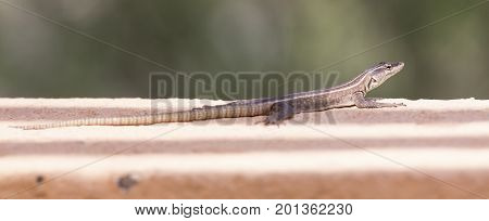 Female Platysaurus lizard on a brown rock in Mapungubwe South Africa.