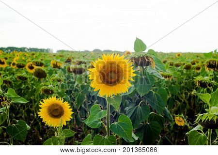 Sunflower field landscape sunflower growth fields landscape agriculture background beautiful beauty blue clear closeup colorful flora floral flower green