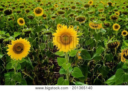 Sunflower field landscape sunflower growth fields landscape agriculture background beautiful beauty blue clear closeup colorful flora floral flower green