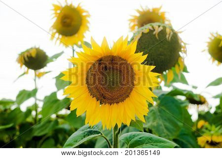Sunflower field landscape sunflower growth fields landscape agriculture background beautiful beauty blue clear closeup colorful flora floral flower green
