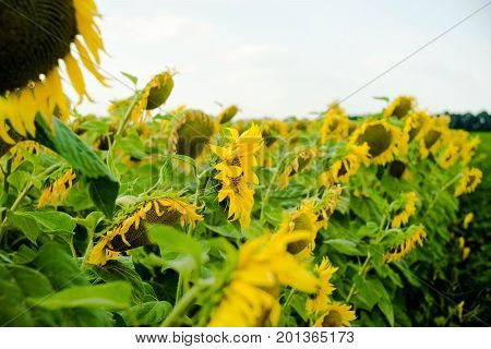 Sunflower field landscape sunflower growth fields landscape agriculture background beautiful beauty blue clear closeup colorful flora floral flower green