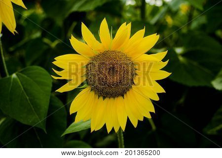 Sunflower field landscape sunflower growth fields landscape agriculture background beautiful beauty blue clear closeup colorful flora floral flower green