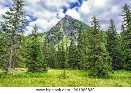 Spruce forest in valley Koprova dolina at High Tatras mountains Slovakia. Summer 2017