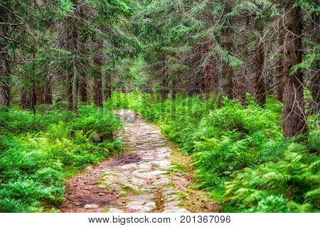 Empty hiking trail in forest at valley Koprova dolina at High Tatras mountains Slovakia