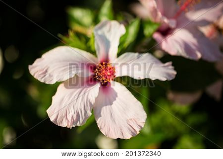 Pink hibiscus macro shot italy gardening, nature