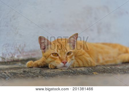 Ginger cat lying on concrete floor. Inattentive cute cat relaxing on concrete floor.