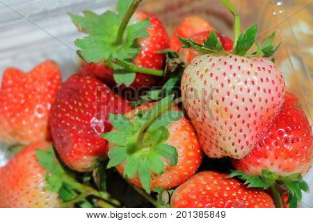 Fresh Fruit Close Up of Ripe and Sweet Strawberry in Plastic Box High in Vitamin C Tablet Essential Nutrient for Life.