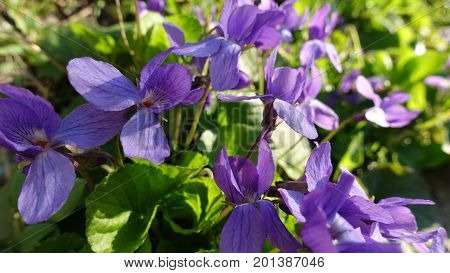 Close-up of gentle purple spring flowers blooming in the open air