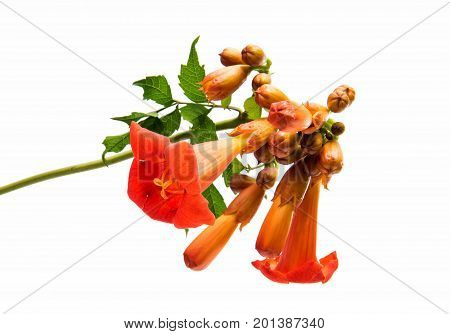beautiful Flower kampsis isolated on white background