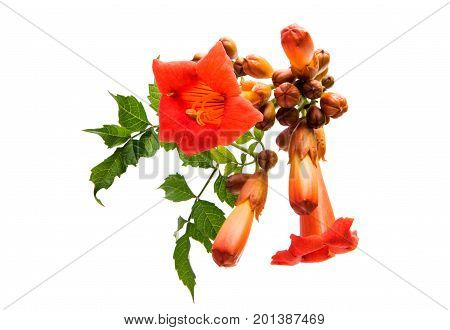 beautiful Flower kampsis isolated on white background