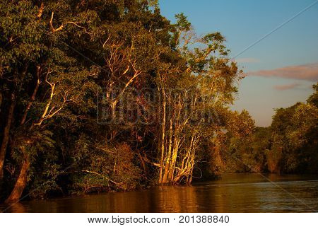 Kinabatangan River, Rainforest Of Borneo Island, Sabah Malaysia. Evening Landscape Of Trees Near The