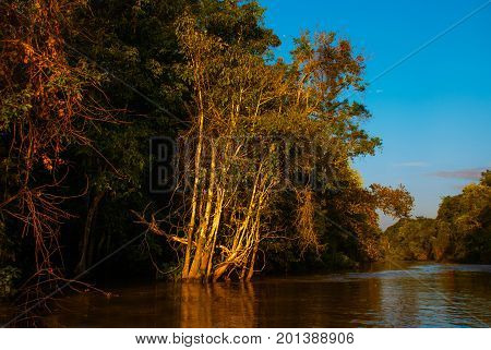 Kinabatangan River, Rainforest Of Borneo Island, Sabah Malaysia. Evening Landscape Of Trees Near The