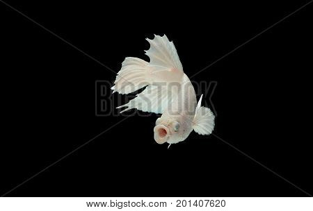White Betta fish opening its mouth and facing to camera. Also known as fighter fish fighting fish Siamese fighting fish isolated on black background Pla-kad biting fish Thai Clipping path included