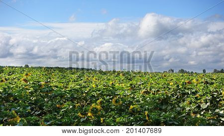 Yellow-green ole of sunflowers on a sunny day, clouds over a field in a blue sky