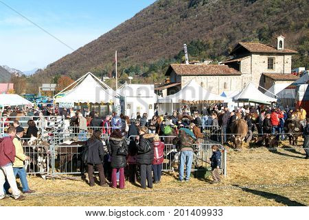 People Observing The Animals At The Rural Fair