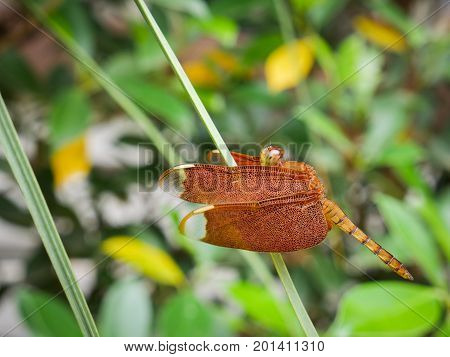 Red Grasshawk dragonfly (Neurothemis fluctuans) also known as Common Parasol is a dragonfly in the family Libellulidae. It is widespread in many Asian countries.