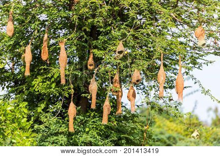 Bird's nests on the tree Puttaparthi Andhra Pradesh India