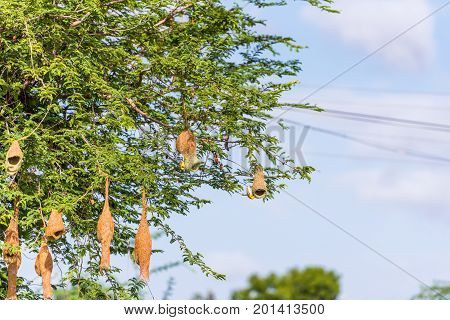 Bird's nests on the tree Puttaparthi Andhra Pradesh India. Copy space for text