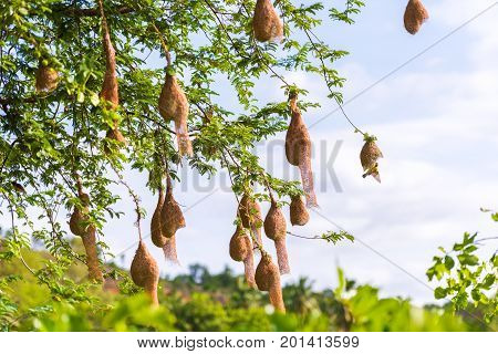 Bird's nests on the tree Puttaparthi Andhra Pradesh India