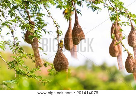 Bird's Nests On The Tree, Puttaparthi, Andhra Pradesh, India. Close-up.
