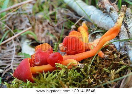 some hygrocybe conica mushrooms on the ground