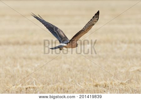 Circus pygargus on the wheat field beautiful bird photo-hunting