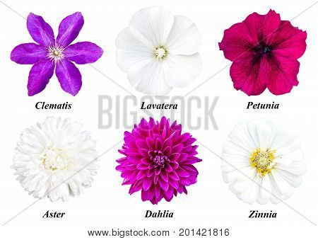 Set of six colors: purple clematis white lavatera burgundy petunia white aster dahlia fuchsia white zinnia. Flowers on a white background with signed names.