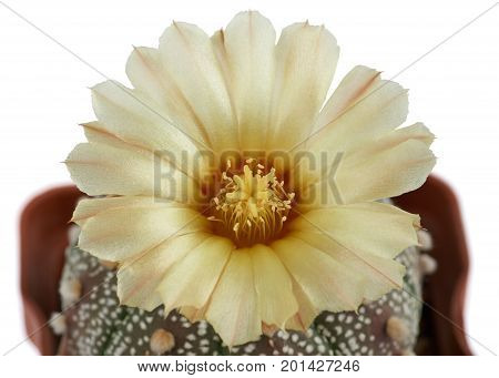 Closeup of blooming cactus with one flower Astrophytum asterias growing in the pot