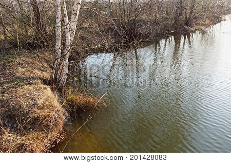 Early spring. Birches over the water. Sunlight