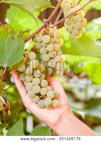 Bunch of white grapes on the vine. Bunches are upheld with woman's hands.