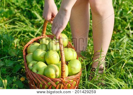 Green Apples Antonovka in big basket on grass