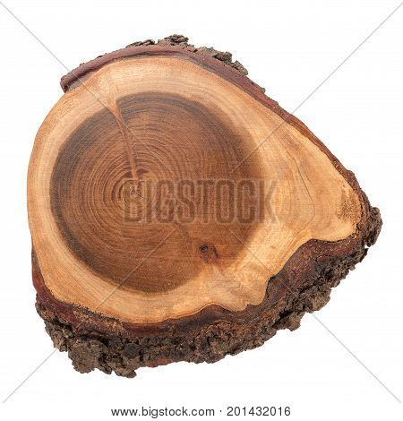 Wood log slice cutted tree trunk isolated on white top view.