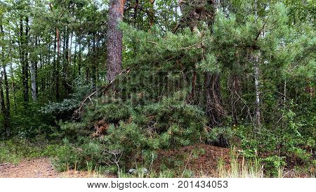 Forest landscape with pine and birch on a summer day. Green branches of pine needles close-up